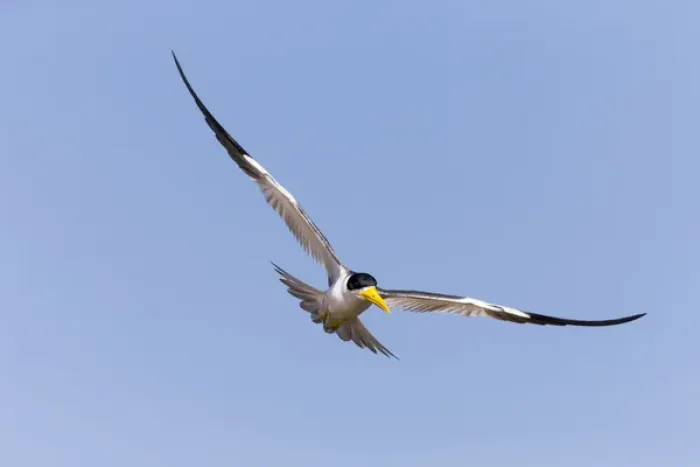 Framed Print : South America, Brazil, Mato Grosso, The Pantanal, large-billed tern, (Phaetusa simplex) Framed Print : South America, Brazil, Mato Grosso, The Pantanal, large-billed tern, (Phaetusa simplex)