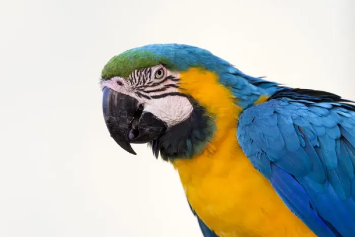 Framed Print : South America, Brazil, Mato Grosso, The Pantanal, blue-and-yellow macaw, (Ara ararauna) Framed Print : South America, Brazil, Mato Grosso, The Pantanal, blue-and-yellow macaw, (Ara ararauna)