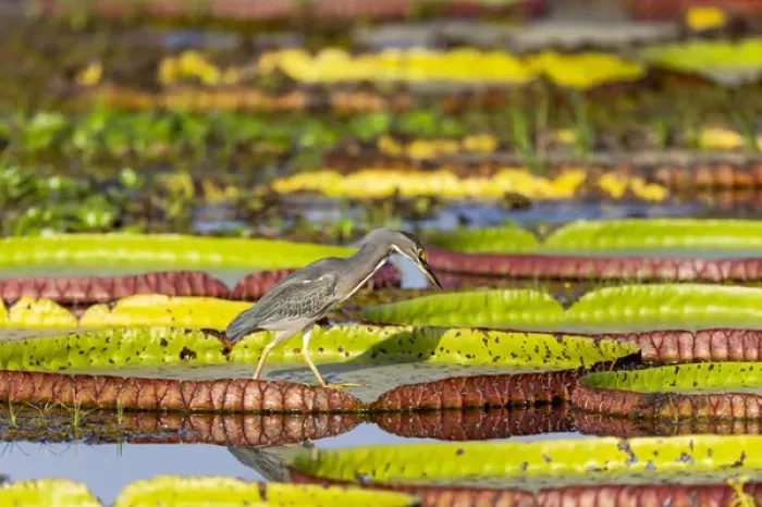 Framed Print : South America, Brazil, Mato Grosso, The Pantanal, Porto Jofre, giant lily pads Framed Print : South America, Brazil, Mato Grosso, The Pantanal, Porto Jofre, giant lily pads