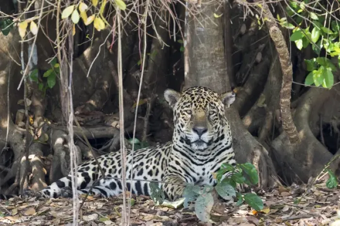 Framed Print : South America, Brazil, Mato Grosso, The Pantanal, jaguar, (Panthera onca) Framed Print : South America, Brazil, Mato Grosso, The Pantanal, jaguar, (Panthera onca)