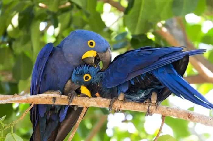 Framed Print : South America, Brazil, Mato Grosso, The Pantanal, hyacinth macaw (Anodorhynchus hyacinthinus) Framed Print : South America, Brazil, Mato Grosso, The Pantanal, hyacinth macaw (Anodorhynchus hyacinthinus)
