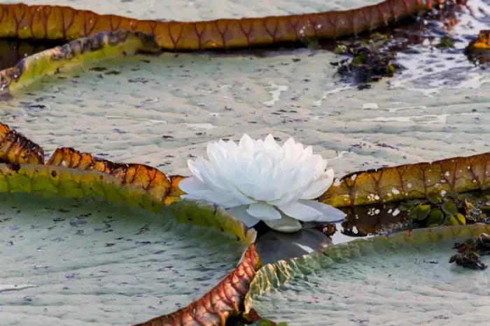 Framed Print : South America, Brazil, Mato Grosso, The Pantanal, Porto Jofre, giant water lilies