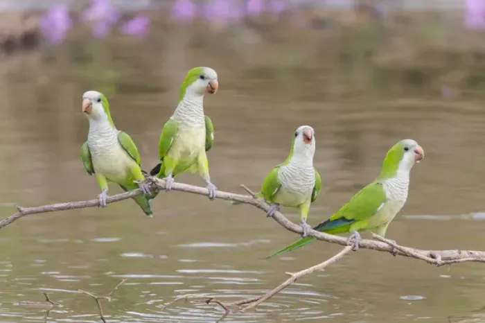 Framed Print : South America, Brazil, Mato Grosso, The Pantanal, monk parakeets, (Myiopsitta monachus) Framed Print : South America, Brazil, Mato Grosso, The Pantanal, monk parakeets, (Myiopsitta monachus)