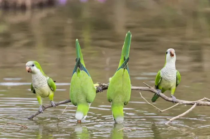 Framed Print : South America, Brazil, Mato Grosso, The Pantanal, monk parakeets, (Myiopsitta monachus) Framed Print : South America, Brazil, Mato Grosso, The Pantanal, monk parakeets, (Myiopsitta monachus)