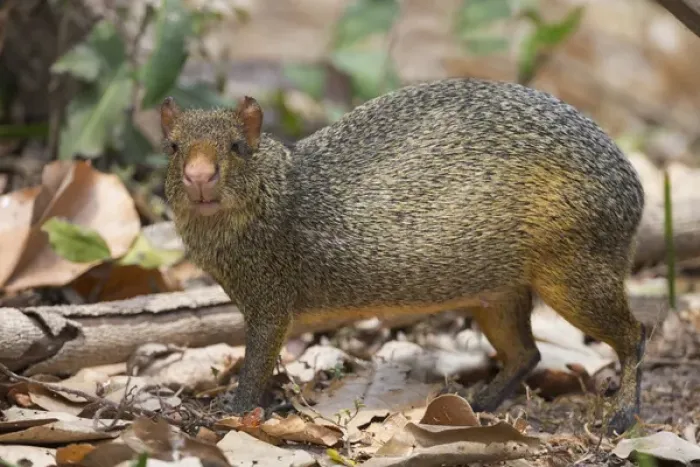 Framed Print : South America, Brazil, Mato Grosso, The Pantanal, azaras agouti, (Dasyprocta azarae)