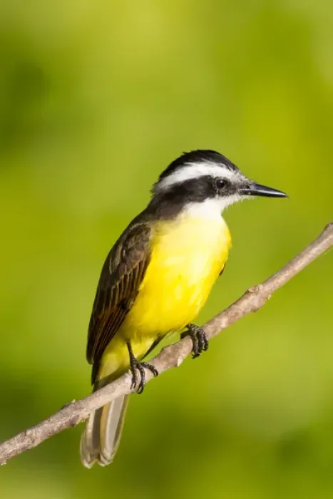 Framed Print : South America, Brazil, Mato Grosso, The Pantanal, lesser kiskadee, (Philohydor lictor) Framed Print : South America, Brazil, Mato Grosso, The Pantanal, lesser kiskadee, (Philohydor lictor)