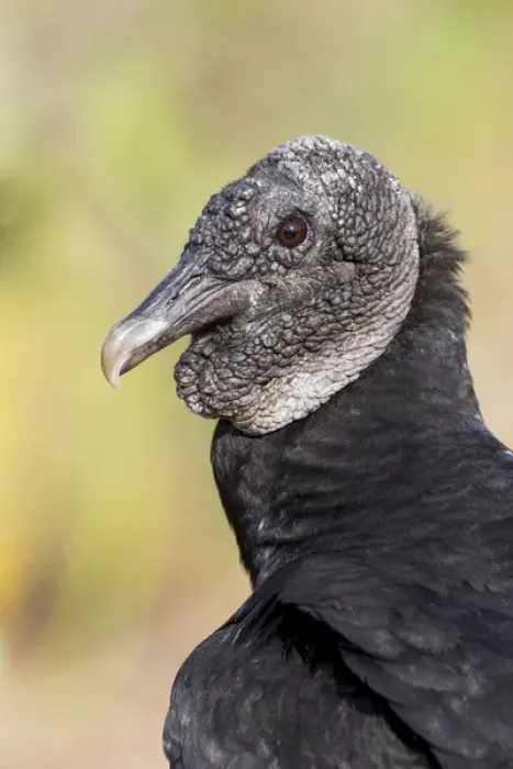 Framed Print : South America, Brazil, Mato Grosso, The Pantanal, black vulture (Coragyps atratus)