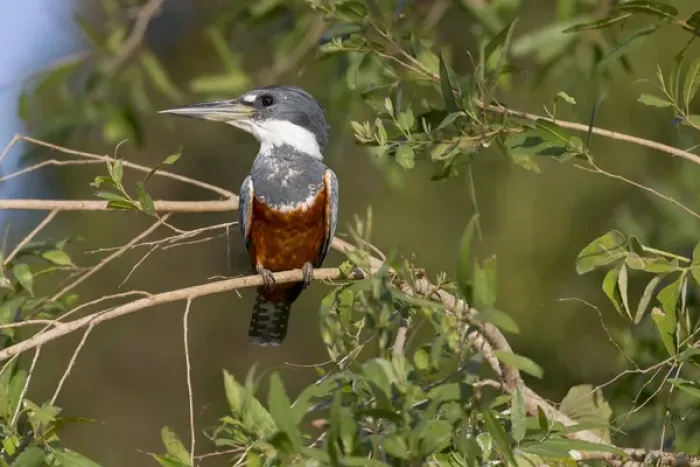 Framed Print : South America, Brazil, Mato Grosso, The Pantanal, ringed kingfisher, (Megaceryle torquata)