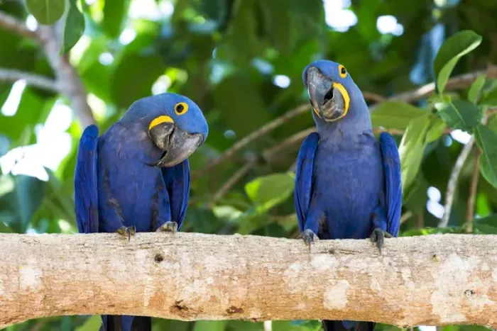 Framed Print : South America, Brazil, Mato Grosso, The Pantanal, hyacinth macaw (Anodorhynchus hyacinthinus) Framed Print : South America, Brazil, Mato Grosso, The Pantanal, hyacinth macaw (Anodorhynchus hyacinthinus)