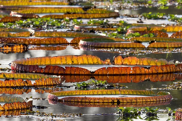 South America, Brazil, Mato Grosso, The Pantanal, Porto Jofre, giant lily pads