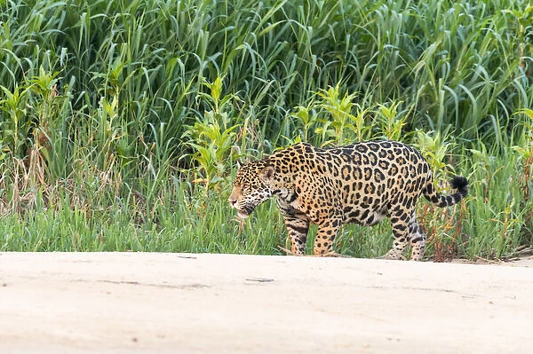 South America, Brazil, Mato Grosso, The Pantanal, Rio Cuiaba jaguar (Panthera onca)