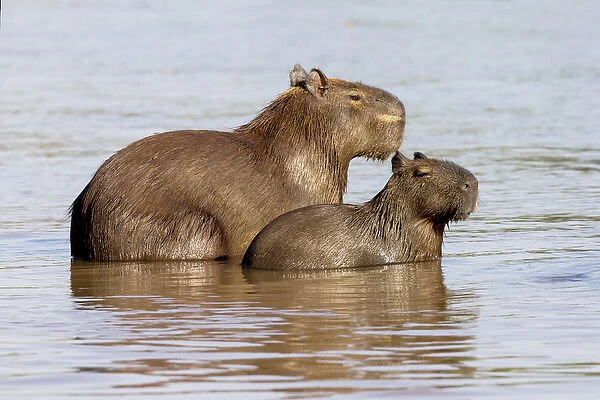 South America, Brazil, Mato Grosso, The Pantanal, Rio Cuiaba, capybara, (Hydrochaeris hydrochaeris)