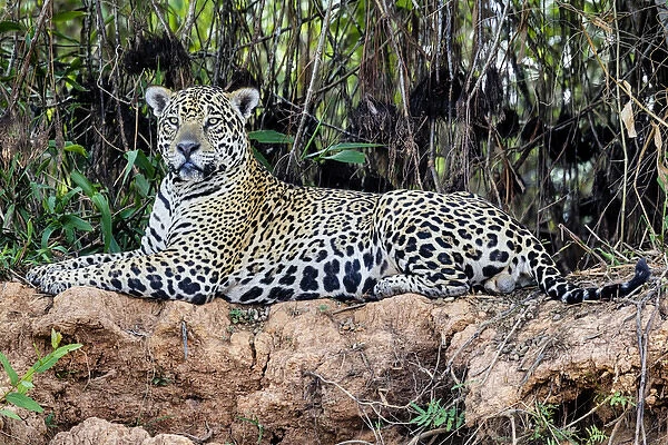 South America, Brazil, Mato Grosso, The Pantanal, jaguar (Panthera onca)
