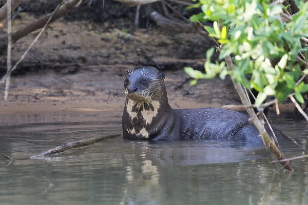 South America, Brazil, Mato Grosso, The Pantanal, Rio Cuiaba, giant otter, (Pteronura brasiliensis)