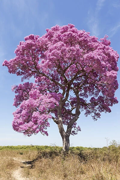 South America, Brazil, Mato Grosso, The Pantanal, pink ipe tree (Tabebuia impetignosa)