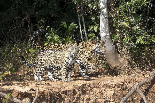 South America, Brazil, Mato Grosso, The Pantanal, Rio Cuiaba, jaguars (Panthere onca)