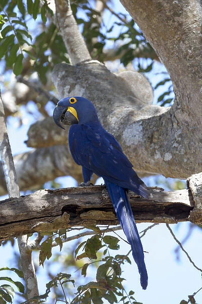 South America, Brazil, Mato Grosso, The Pantanal, hyacinth macaw, (Anodorhynchus hyacinthinus)
