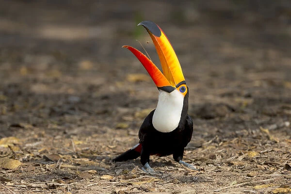 South America, Brazil, Mato Grosso, The Pantanal, toco toucan (Ramphastos toco)