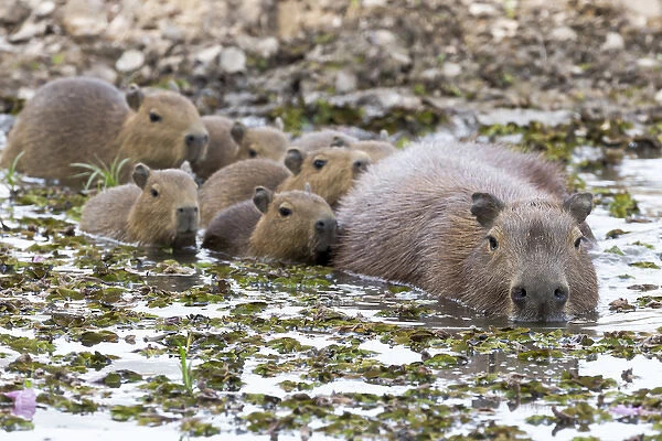 South America, Brazil, Mato Grosso, The Pantanal, capybara, (Hydrochaeris hydrochaeris)