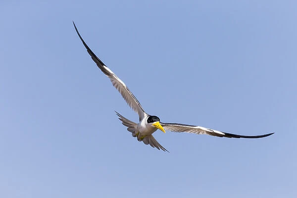 South America, Brazil, Mato Grosso, The Pantanal, large-billed tern, (Phaetusa simplex)