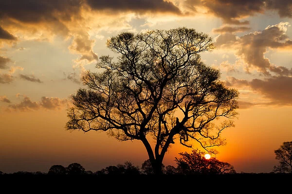 South America, Brazil, Mato Grosso, The Pantanal, ipe tree, (Tabebuia impetignosa)