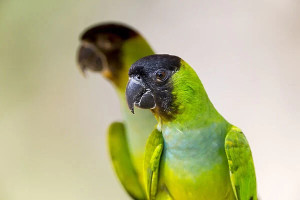 South America, Brazil, Mato Grosso, The Pantanal, black-hooded parakeet, (Nandayus nenday)