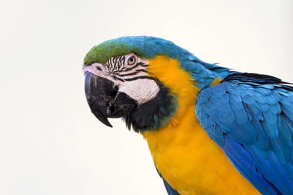 South America, Brazil, Mato Grosso, The Pantanal, blue-and-yellow macaw, (Ara ararauna)