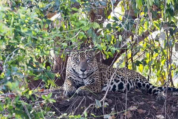 South America, Brazil, Mato Grosso, The Pantanal, Rio Cuiaba, jaguar, (Panthera onca)