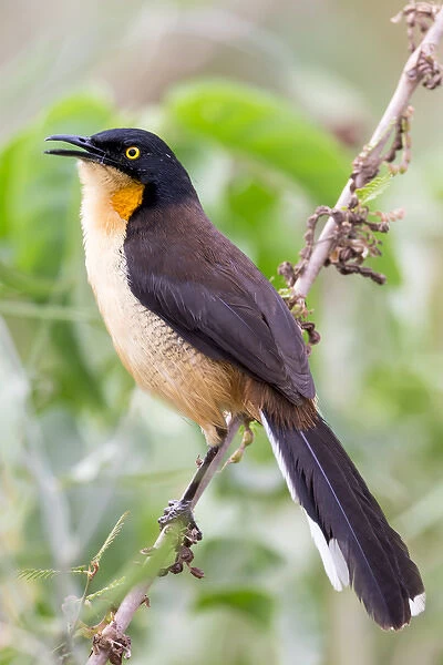 South America, Brazil, Mato Grosso, The Pantanal, black-capped donacobius, (Donacobius atricapilla)