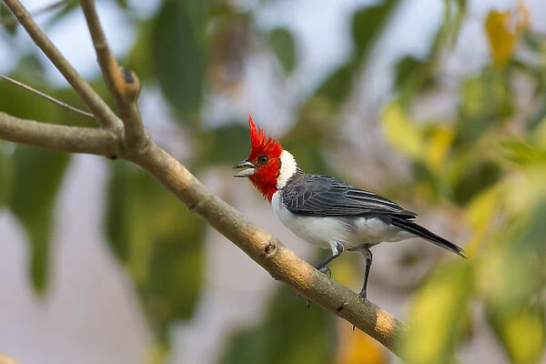 South America, Brazil, Mato Grosso, The Pantanal, red-crested cardinal, (Paroaria coronata)
