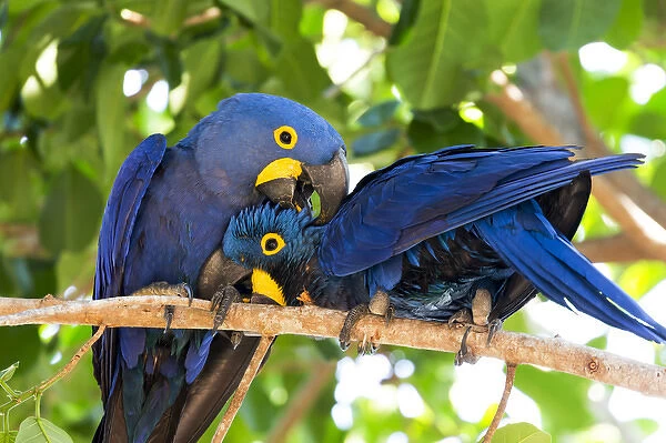 South America, Brazil, Mato Grosso, The Pantanal, hyacinth macaw (Anodorhynchus hyacinthinus)