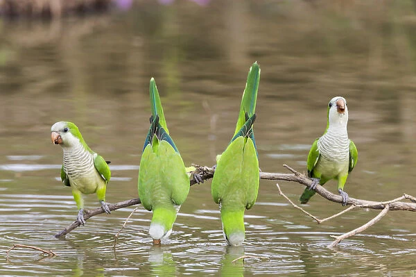 South America, Brazil, Mato Grosso, The Pantanal, monk parakeets, (Myiopsitta monachus)