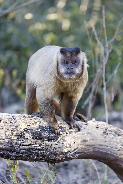 South America, Brazil, Mato Grosso, The Pantanal, brown capuchin monkey, (Cebus apella)