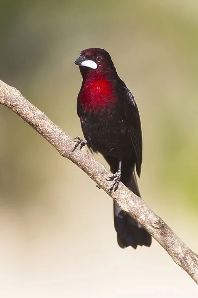 South America, Brazil, Mato Grosso, The Pantanal, silver-beaked tanager, (Ramphocelus carbo)