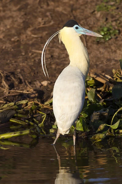 South America, Brazil, Mato Grosso, The Pantanal, capped heron, (Pilherodius pileatus)