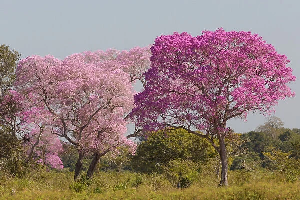 South America, Brazil, Mato Grosso, The Pantanal, pink ipe trees, (Tabebuia impetiginosa)