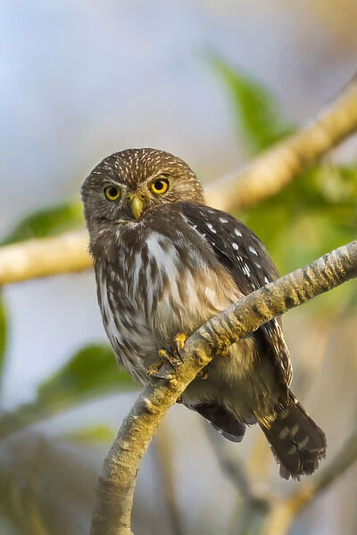 South America, Brazil, Mato Grosso, The Pantanal, ferruginous pygmy owl, (Glaucidium brasilianum)