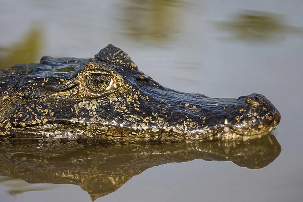 South America, Brazil, Mato Grosso, The Pantanal, Rio Cuiaba, black caiman (Caiman niger)