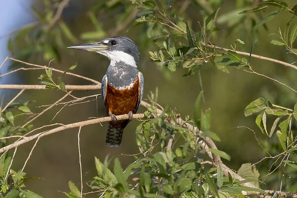 South America, Brazil, Mato Grosso, The Pantanal, ringed kingfisher, (Megaceryle torquata)