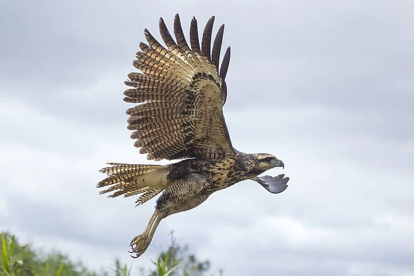 South America, Brazil, Mato Grosso, The Pantanal, immature great black hawk, (Buteogallus
