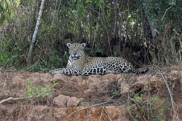 South America, Brazil, Mato Grosso, The Pantanal, Cuiaba River, jaguar (Panthera onca)