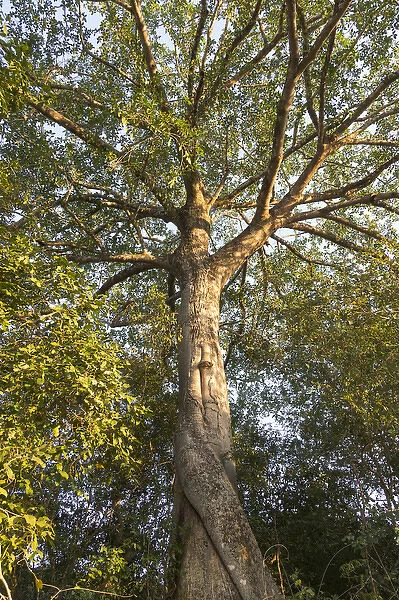South America, Brazil, Mato Grosso, The Pantanal, Rio Claro, fig tree, (Ficus spec