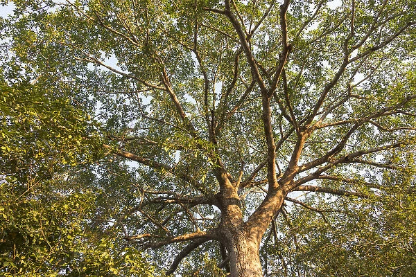 South America, Brazil, Mato Grosso, The Pantanal, Rio Claro, fig tree, (Ficus spec