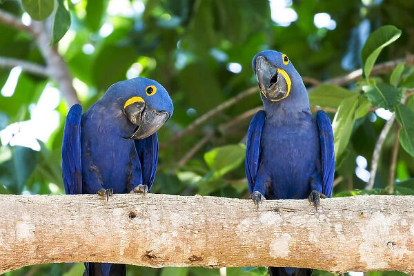 South America, Brazil, Mato Grosso, The Pantanal, hyacinth macaw (Anodorhynchus hyacinthinus)