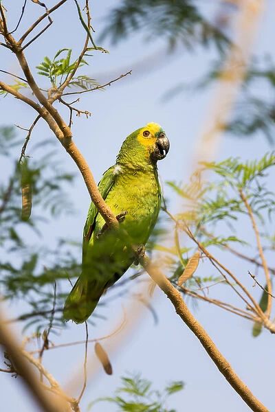 South America, Brazil, Mato Grosso, The Pantanal, turquoise-fronted amazon, immature