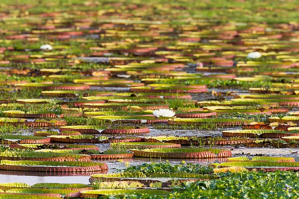 South America, Brazil, Mato Grosso, The Pantanal, Porto Jofre, giant water lilies