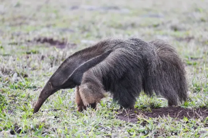 Framed Print : South America, Brazil, Mato Grosso do Sul, near Bonito, giant anteater, Myrmecophaga tridactyl Framed Print : South America, Brazil, Mato Grosso do Sul, near Bonito, giant anteater, Myrmecophaga tridactyl