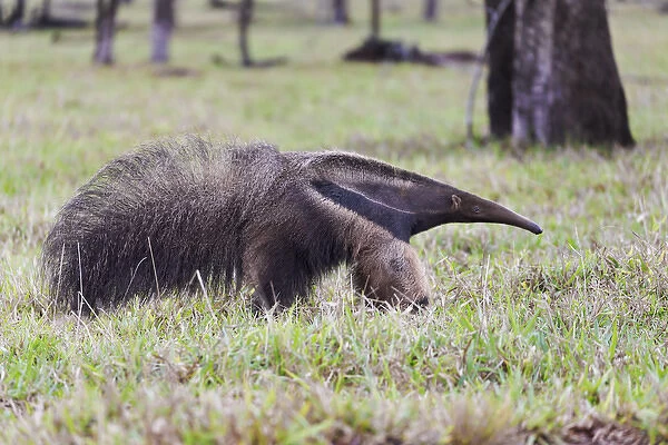 South America, Brazil, Mato Grosso do Sul, near Bonito, giant anteater, Myrmecophaga tridactyl