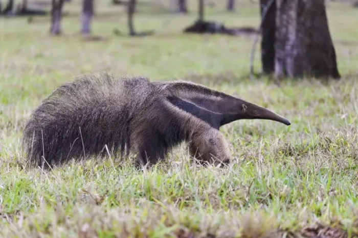 Framed Print : South America, Brazil, Mato Grosso do Sul, near Bonito, giant anteater, Myrmecophaga tridactyl