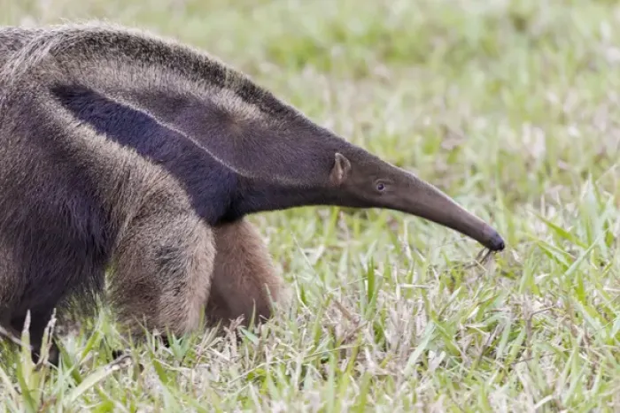 Framed Print : South America, Brazil, Mato Grosso do Sul, near Bonito, giant anteater, Myrmecophaga tridactyl Framed Print : South America, Brazil, Mato Grosso do Sul, near Bonito, giant anteater, Myrmecophaga tridactyl